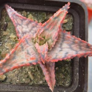 aloe hybrids