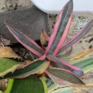 agava qvadricolor