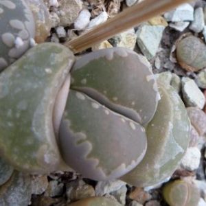 lithops otzeniana