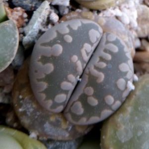 lithops otzeniana cesky granat x  lithops otzeniana