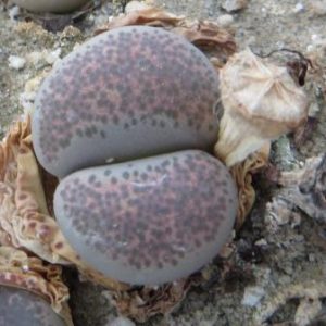 1731.4 lithops terricolor Fullerton