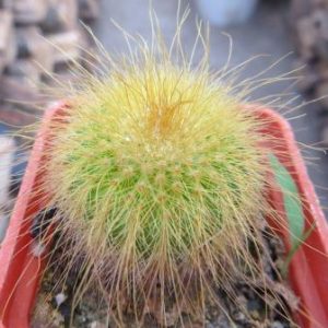 echinocactus leninghausii
