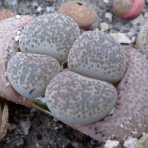 1731.52 lithops terricolor C 130