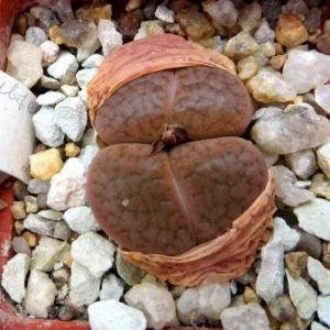 1616.66 Lithops hookeri v. subfenestrata C 156