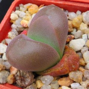 tanquana hilmarii