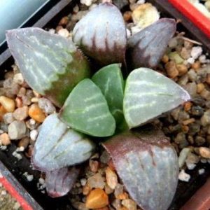 haworthia byakuya mutica