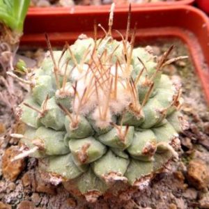 strombocactus disciformis