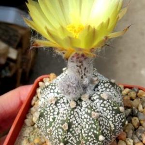 astrophytum super kabuto