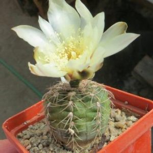 411.753 gymnocalycium species VG 470