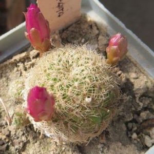 sulcorebutia crispata PHA 915\2