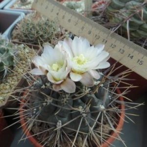 IB 16145 gymnocalycium gibbosum var. radovanii
