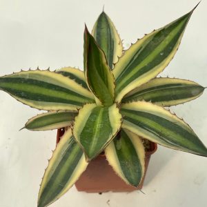 Agave lophantha quadricolor