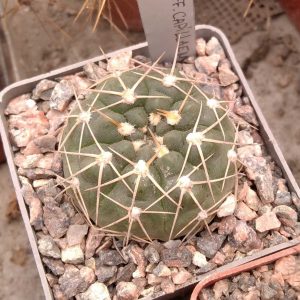 Gymnocalycium  spec P5a -s