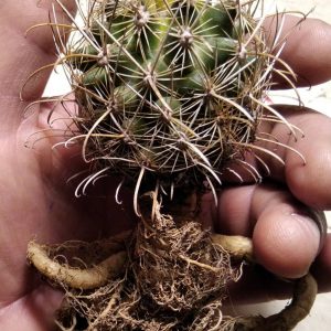 Ancistrocactus  tobuschii SB987 -MG-