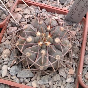 Gymnocalycium  lntertexum P379a -s