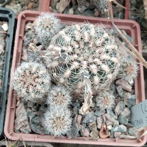 G. andreae v. matzneteri -s