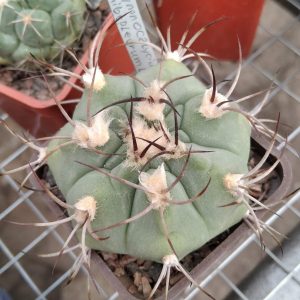 G. hybopleurum L503- s