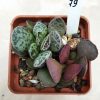 79 Adromischus marianiae hybrid 5 Adromischus marianiae ‘Bryan Makin’