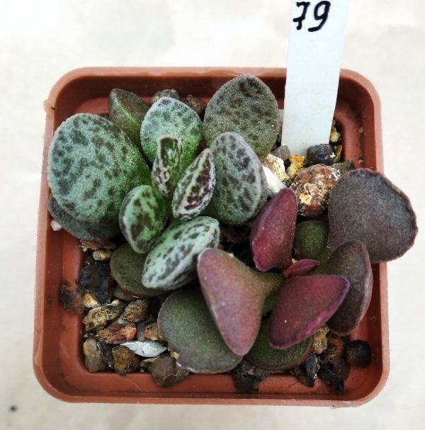 79 Adromischus marianiae hybrid 5 Adromischus marianiae ‘Bryan Makin’