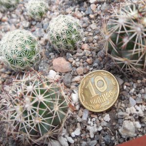 Coryphantha salmdickiana SB 110 - Jimenez, Chih. - MG -