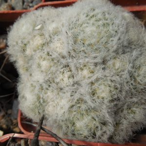 Mammillaria plumosa - f.monstruosa "minima"