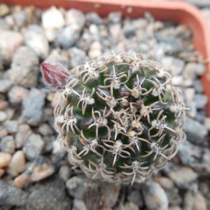 Lobivia schieliеana - v. albescens