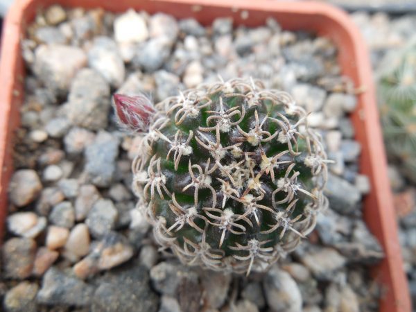 DSCN0078