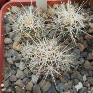 Echinocereus maritimus - v. hankokii - Hipolito,BCN - MG -