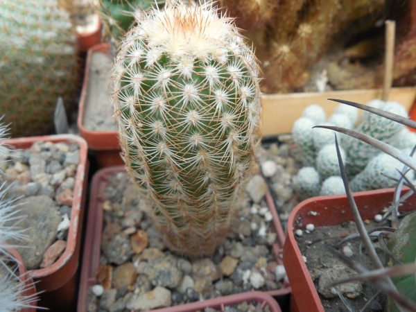 DSCN7100