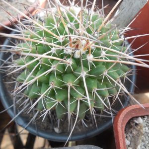 Mammillaria centricirrha MK 95. 348 - Kupcak - отбор -