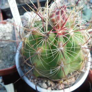 Thelocactus bicolor SB 287 - MG -