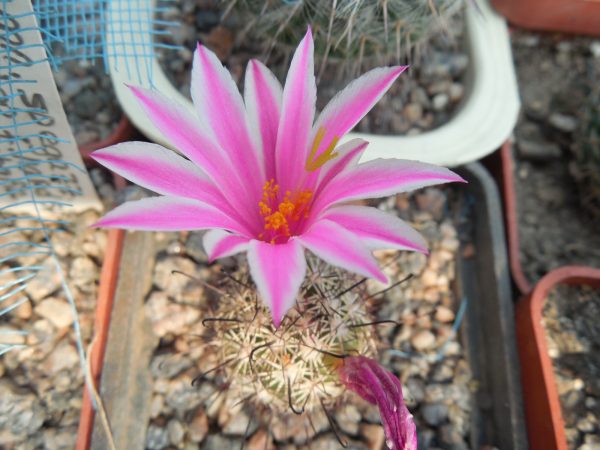 DSCN7129