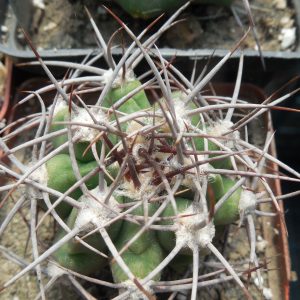 Gymnocalycium mostii - селекция СССР