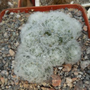 Mammillaria plumosa - f.monstruosa