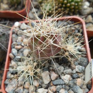 Echinocereus maritimus - v. hankokii - Hipolito,BCN - MG -