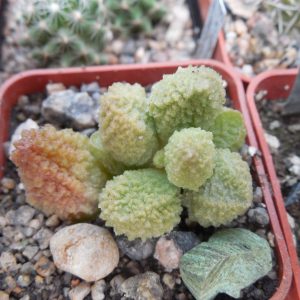 Adromischus marianiae - v.herrei - Green -
