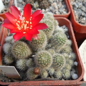 Rebutia cv. minima - red flowers