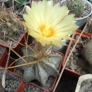 Astrophytum niveum - Weisse Stachel -