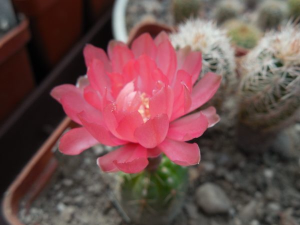 DSCN9866