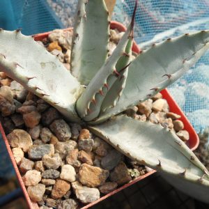 Agave parryi - v.huachusensis - MG -