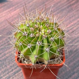 Acanthocalycium violaceum