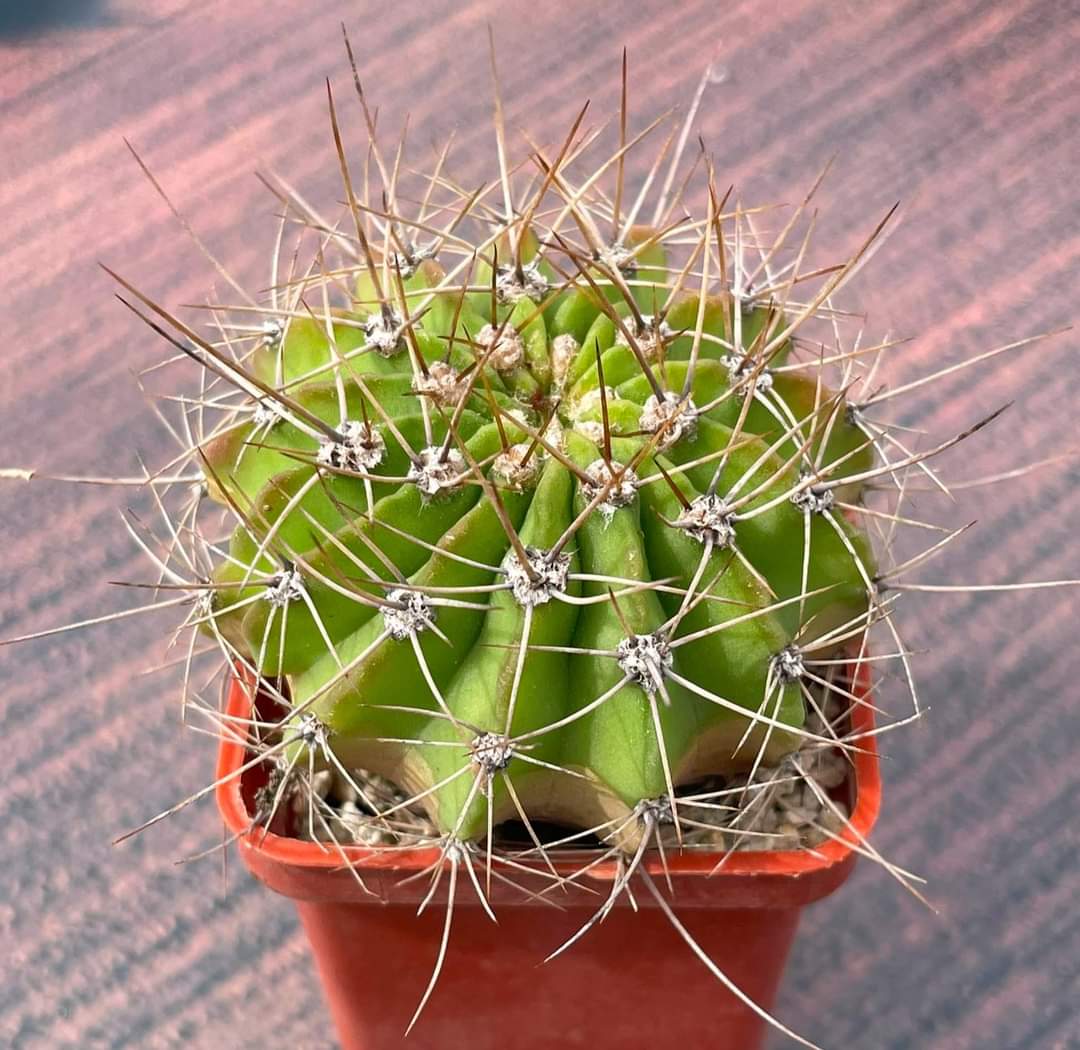 Acanthocalycium violaceum