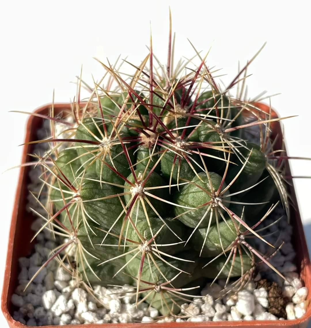 Thelocactus bicolor