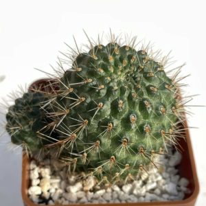 Rebutia donaldiana