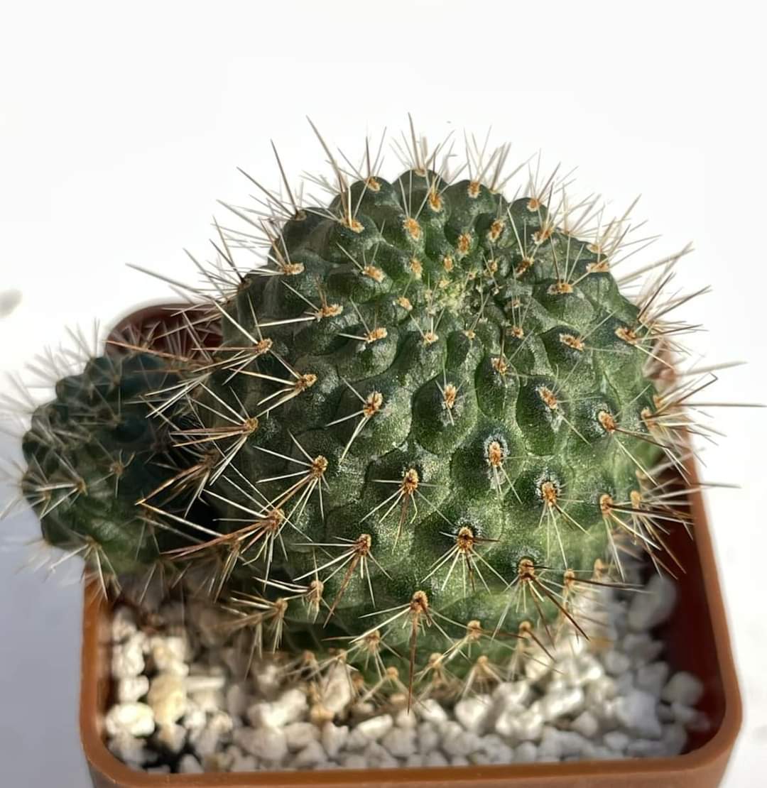 Rebutia donaldiana