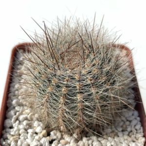 Lobivia leucomalla (P.P. № 2404.00)