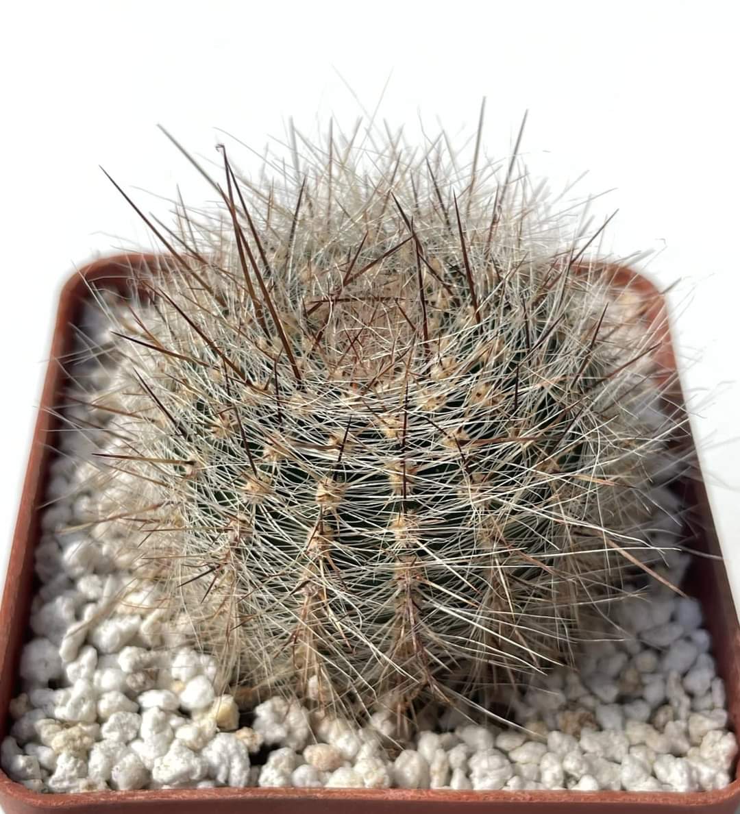 Lobivia leucomalla (P.P. № 2404.00)