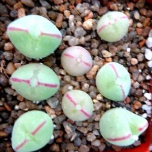 conophytum bilobum red forma