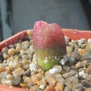 conophytum maughanii