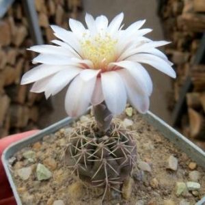 gymnocalycium gapon
